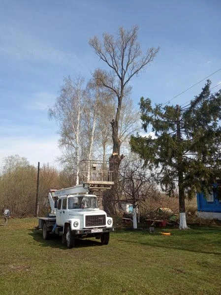 Фото Спил деревьев.
