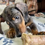 Фото №10 Стандартный кобель таксы