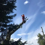 Фото №2 Спил деревьев