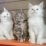 Фото №7 Вязка мейн-кун