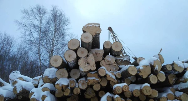 Фото Продаем кругляк свежеспиленной липы