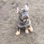 Фото №6 Французский бульдог мальчик