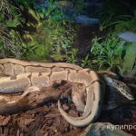 Фото №6 Королевский питон