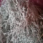 Фото №3 Горец Птичий. Цена за 100 грамм.