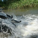 Фото №2 Зарыбление водоёмов. Живая рыба для пруда