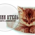 Передержка котов/кошек