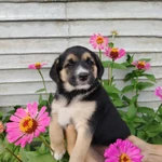 Фото №2 Щенки Бесплатно