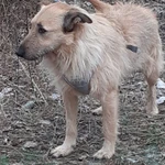 Фото №5 Ищу дом для собаки-друга