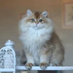 Фото №9 Британский мальчик Юкка