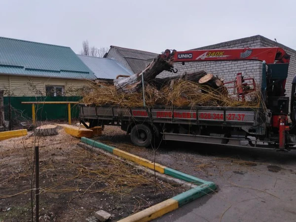Фото Спил деревьев профессионально