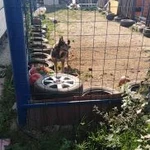 Фото №4 Kindergarten_for_dogs 
