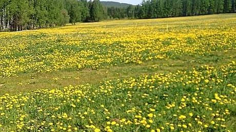 Фото Участок с/х, п. Новоалексеевкое, 10 км от Екатеринбурга.