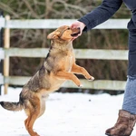 Фото №5 Домашний некрупный песик-подросток Каштан в добрые руки