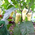 Фото №2 Арполит - идеально для любых растений