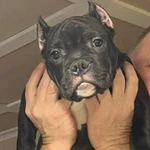 Фото №3 Купирование ушей Санкт-Петербург и Лен. Обл.