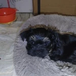 Фото №2 Продам Йоркширского терьера