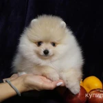 Фото №3 Щенок померанского шпица- мальчик
