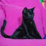 Фото №9 котенок в добрые руки