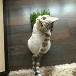 Фото №7 Стрижка кошек (В ОТПУСКЕ ДО 28 СЕНТЯБРЯ)