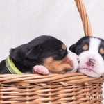 Фото №6 Щенки Большого Швейцарского Зенненхунда