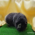 Фото №4 Морская свинка Американский тедди