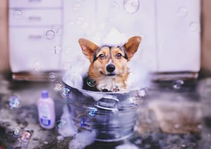 Фото Стрижка собак и кошек