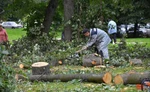 фото Спил, Валка и Вывоз Деревьев и Веток!