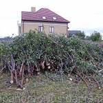 Уборка участков, Территорий, Валка деревьев