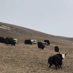 Фото №2 Яки