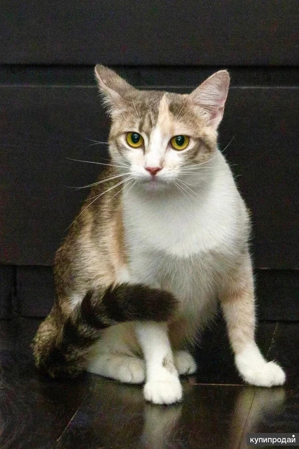 Фото Трехцветная кошка Изюминка в добрые руки