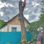 Фото №7 Спилить дерево.Удаление деревьев.Арбористика