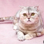 Фото №3 Уютная плюшевая кошечка Эмма ищет дом