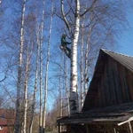 Валка деревьев частями. Безопасный спил деревьев