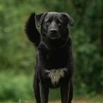 Фото №5 Чёрный богатырь Макс в добрые руки