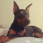 Фото №2 Щенки цвергпинчер