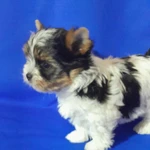 Фото №7 Кукольный не большой мальчик