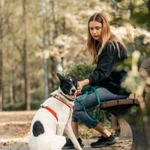 Фото №2 Красавица Грея в поисках дома и хозяина