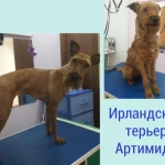 Фото №6 Стрижка собак и кошек