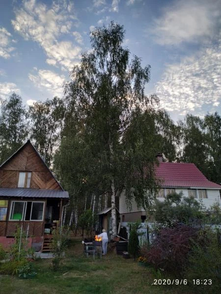Фото Вырубка деревьев