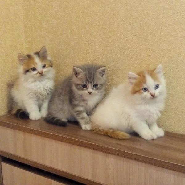 Фото Шотландские котята 
