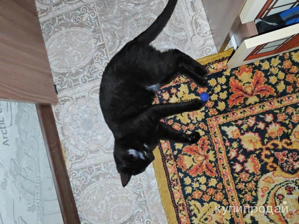 Фото Котенок "черт наглый " отдам в добрые руки