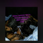 Фото №2 Идет бронь щенков таксы