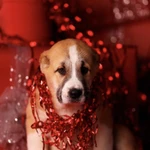 Фото №2 Шикарный щенок алабая