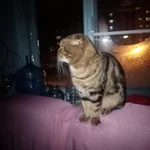 Фото №2 Вязка с вислоухим красавцем
