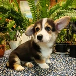 Фото №8 Вельш корги пемброк щенки трёхцветные