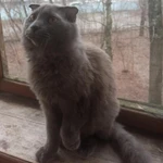 Фото №3 Нибелунг вислоушка