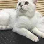Фото №3 Стрижка собак и кошек