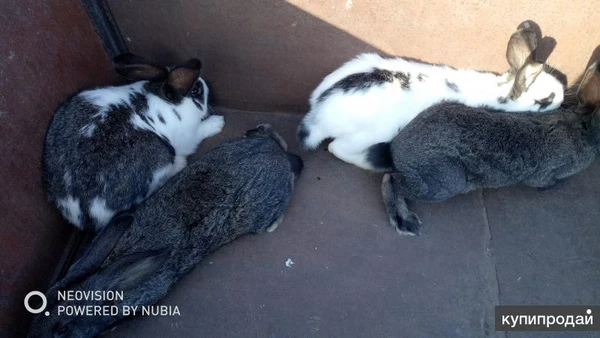 Фото Взрослый кролик