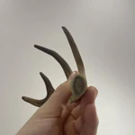 Фото №2 Рага молодого оленя