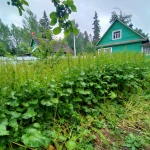Фото №24 Прокосили траву и ХРЕН В ПОС.ВЫРИЦА. ДО и ПОСЛЕ.
